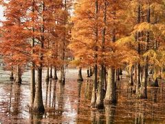 -白鹭湾湿地公园