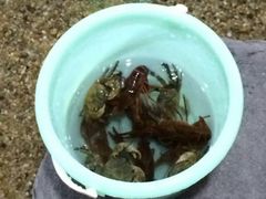 -上海大自然野生昆虫馆(东方明珠·爬宠昆虫探索中心)