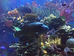 -迪拜帆船酒店海底餐厅