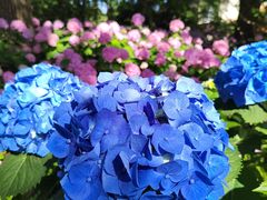 -上海滨江森林公园