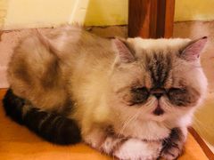 -猫色咖啡·猫咖