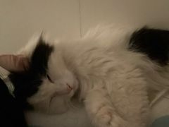 -米苏动物医院·犬猫专科·骨科外科内窥镜