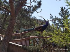 -西霞口神雕山野生动物世界