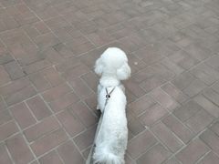 -嘉美宠物医院