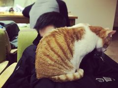 -猫咖时代(中山亭店)