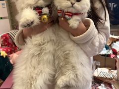 -帕帕拉兹宠物(亚洲旗舰店)