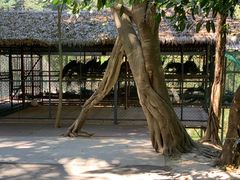 -西双版纳原始森林公园