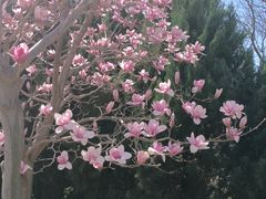 -石家庄市植物园
