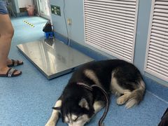 -北京赛佳动物医院