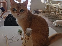 -飞行喵MR PILOT|猫舍·猫咖(静安大融城店)