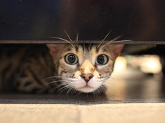 -猫咪咖啡·猫咖(万达广场店)