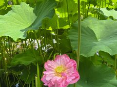 -陈家山荷花公园