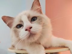 -喵宠乐园·撸猫互动·猫舍