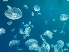 -正佳极地海洋世界