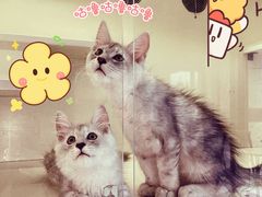 -十年猫舍·猫咪专门店(普陀店)