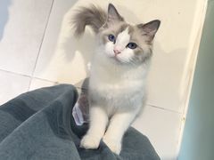 -怪兽屋·羊驼·猫咖·狗咖(俊华广场店)