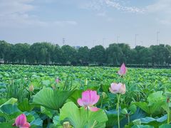 -荷塘月色湿地公园·向阳花洲