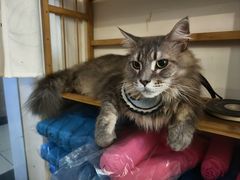 -楼上猫咖(罗湖店)