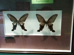 -上海昆虫博物馆