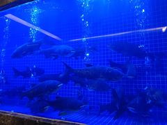 -忆江南·临江鱼馆