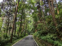-潜山国家森林公园