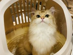 -袖虎·猫馆(体育西路店)
