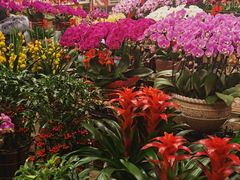 -秦美花卉(天朗·莱茵小城2期店)