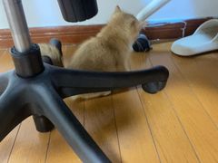 -伟伟宠物医院·CT影像中心·瑞派犬猫综合性门诊(汉口总院)