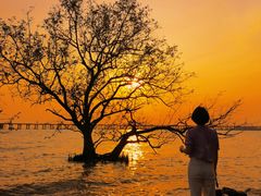 -宝安西湾红树林湿地公园