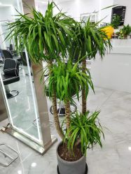 -Coo Hair salon