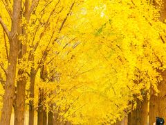 -三里屯东五街银杏大道