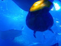 -太平洋海底世界