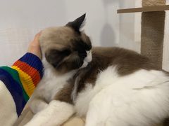 -共舞时光猫咖·狗咖(新街口店)