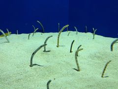 -上海海洋水族馆