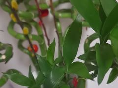 -潮发潮汕牛肉店(龙洞店)