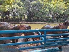 -广州长隆飞鸟乐园