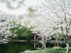 -上海共青森林公园