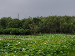 -东郊湿地公园