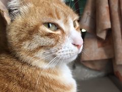 -吉品莞家·鲍鱼鸡煲(东莞店)