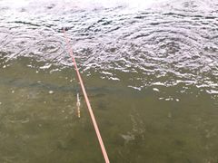 -会江钓鱼钓虾烧烤场