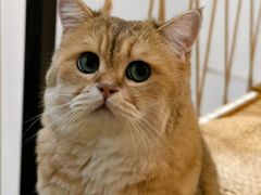 -柴迷FANS CLUB·柴犬狗咖·猫咖