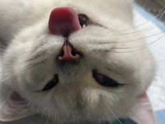 -乐琪宠物医院·犬猫专科·骨外科·急重症