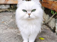 -喵屿·大理花园猫咖