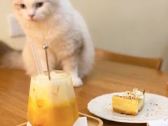 -滚猫咖啡·猫咖·猫友好撸猫(未来城店)