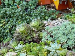 -三文彩虹鳟鱼庄