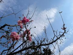 -马帮寨院坝火锅(龙港公园店)