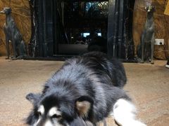 -more than meow吴止猫主题餐厅(承德 中船汇店)