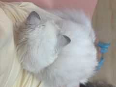 -1013 PET SHOP 宠物商店(近铁城市广场店)