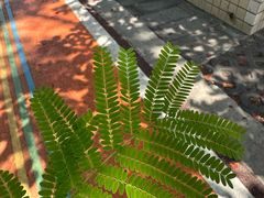 -攀枝花公园