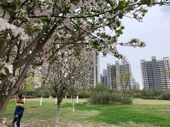 -九里湖国家湿地公园